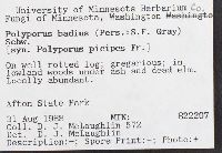 Picipes badius image