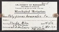 Polyporus brumalis image