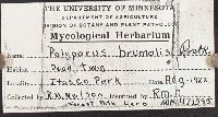 Polyporus brumalis image