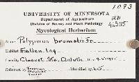 Polyporus brumalis image