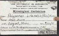 Polyporus brumalis image