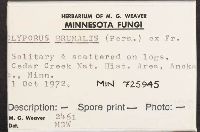 Polyporus brumalis image