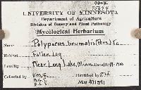 Polyporus brumalis image