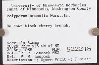 thumbnail image of current specimen