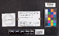 thumbnail image of current specimen