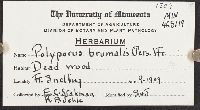 Polyporus brumalis image