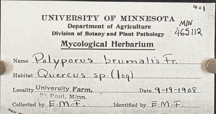 Polyporus brumalis image