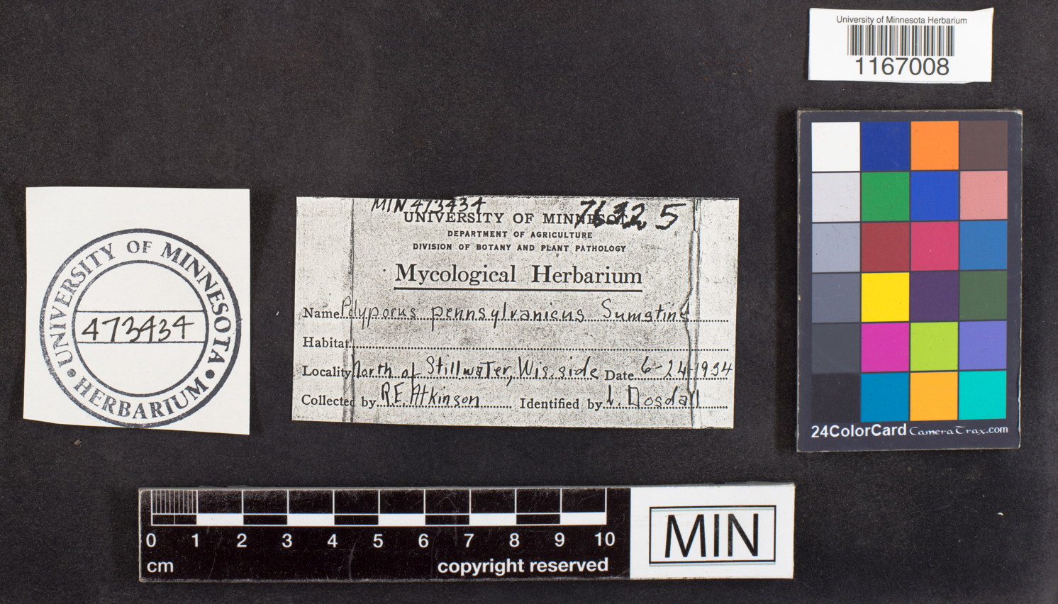 Polyporus pennsylvanicus image