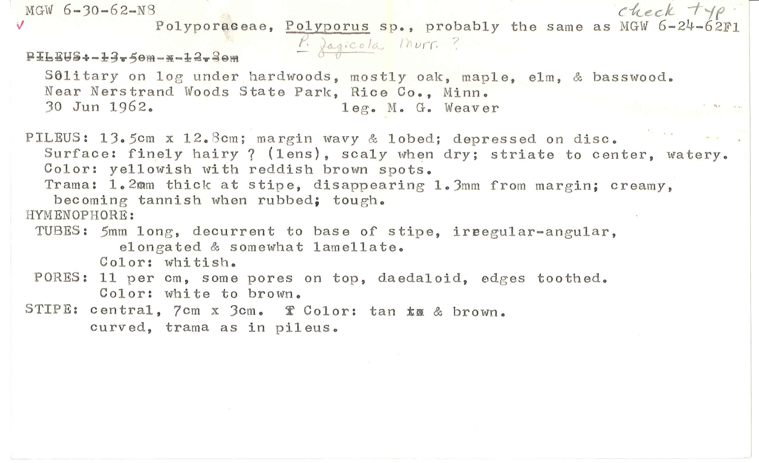 Polyporus craterellus image