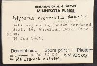 Polyporus craterellus image