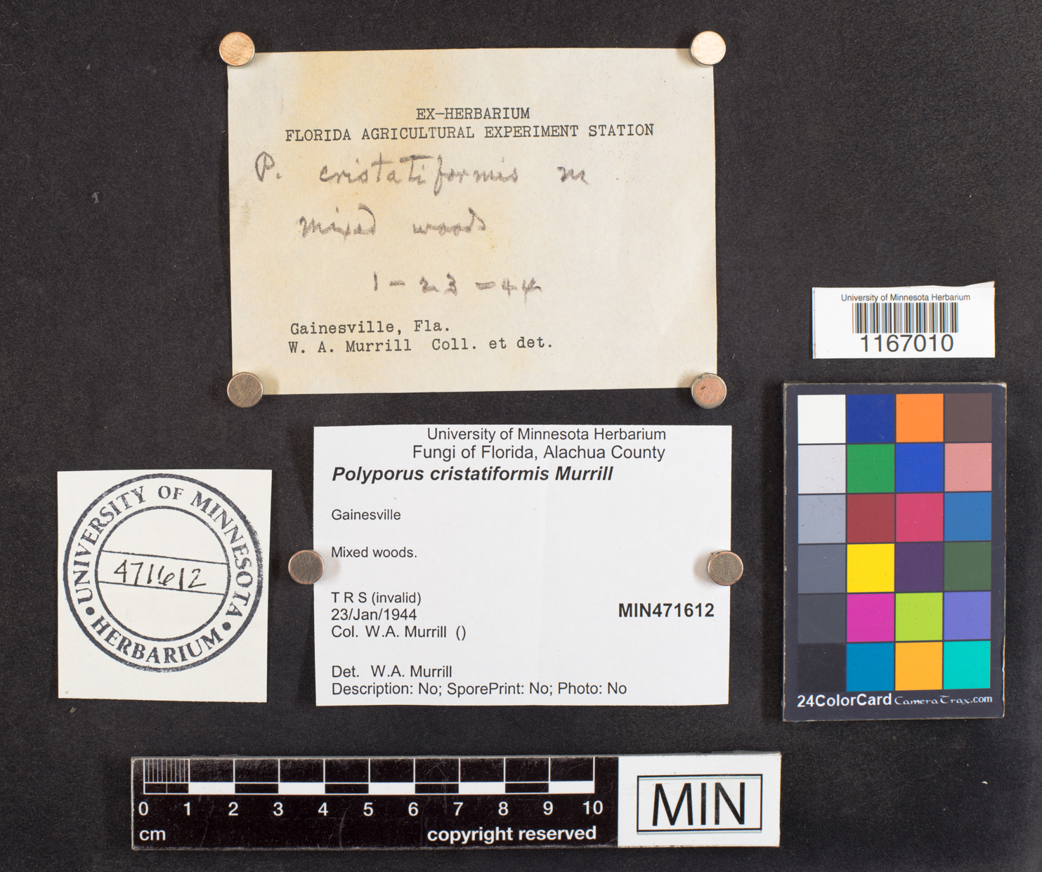 Albatrellus cristatus image