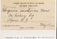 Polyporus conchatus image