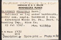 Polyporus craterellus image