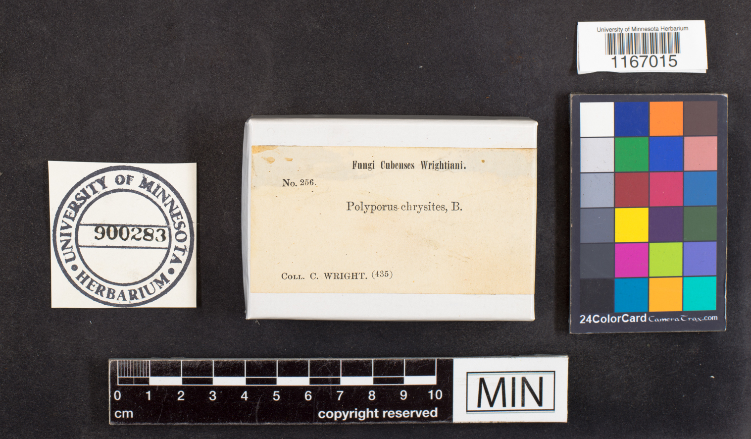 Phylloporia chrysites image