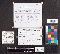 Polyporus leptocephalus image