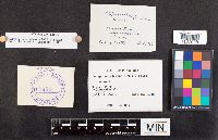 Polyporus leptocephalus image