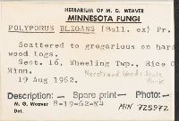 Polyporus leptocephalus image