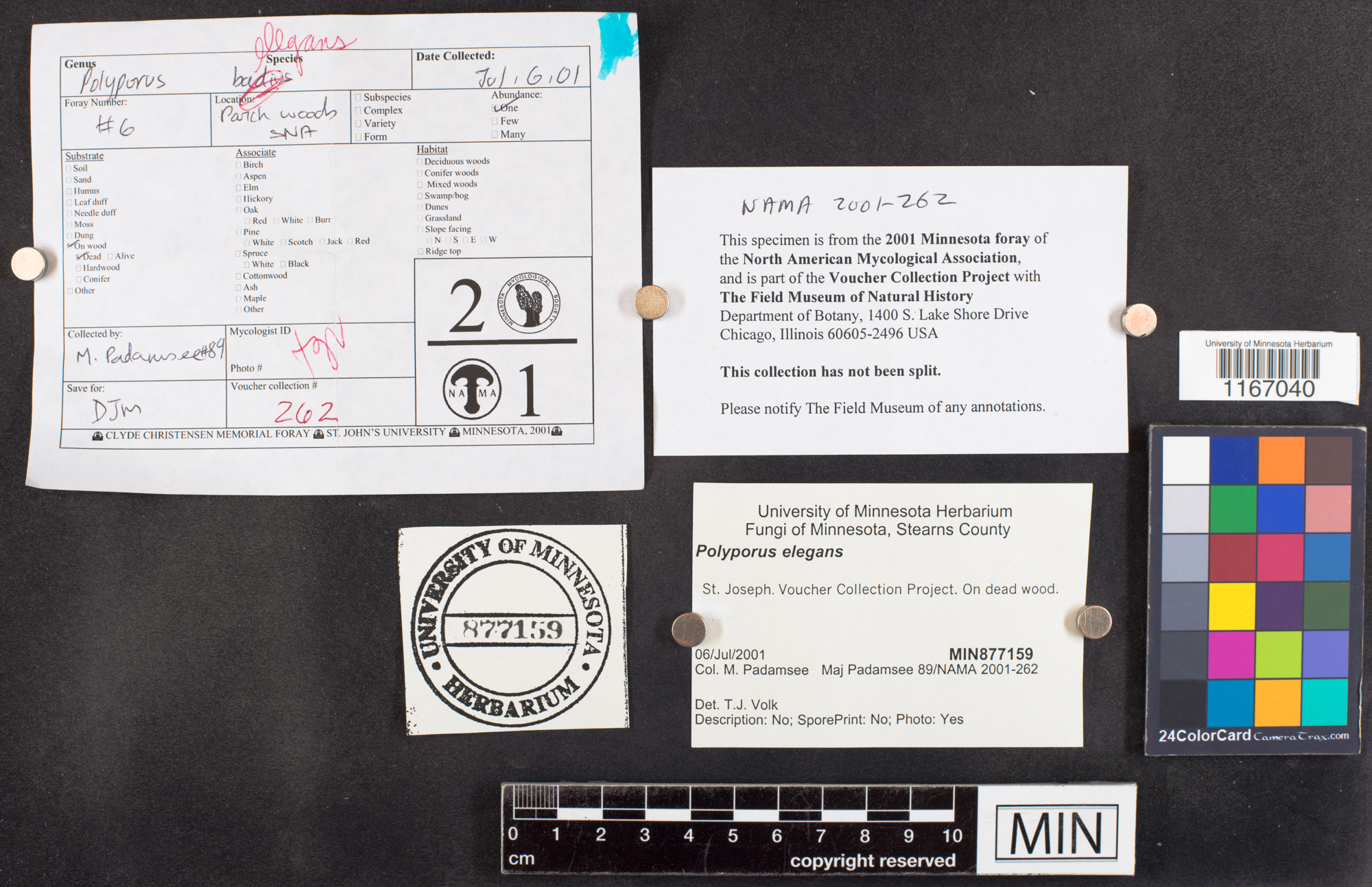 Polyporus leptocephalus image