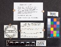 Polyporus leptocephalus image