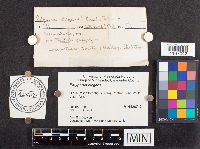 Polyporus leptocephalus image