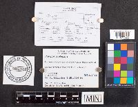 Polyporus leptocephalus image