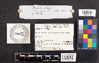 Polyporus leptocephalus image