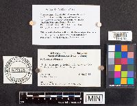 Polyporus leptocephalus image