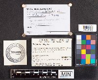 Polyporus leptocephalus image