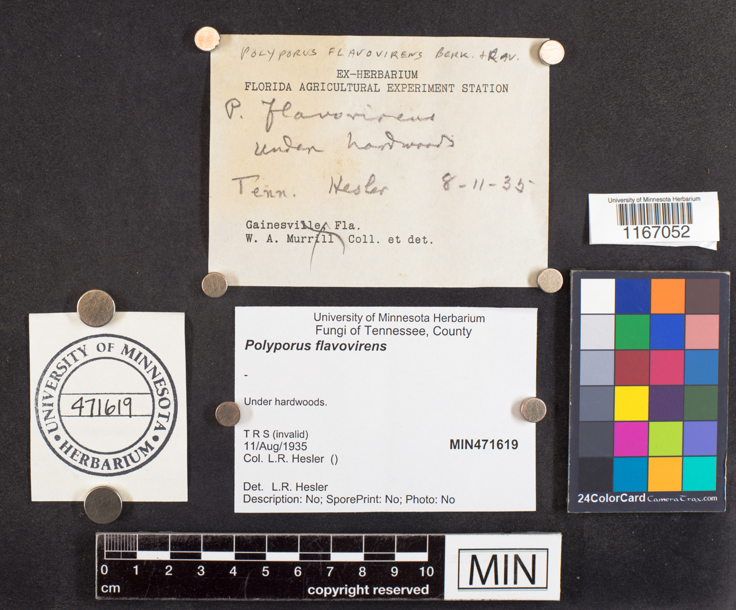 Albatrellaceae image