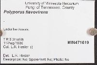 Albatrellus cristatus image