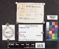 Albatrellus cristatus image