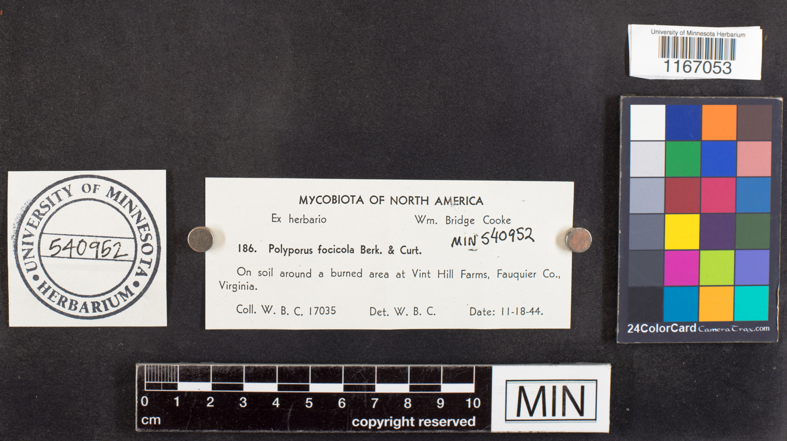 Coltricia focicola image