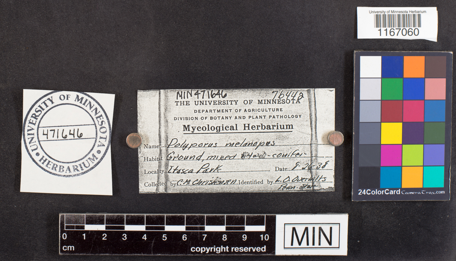 Polyporus melanopus image