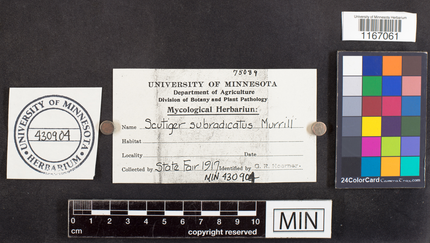 Scutiger subradicatus image