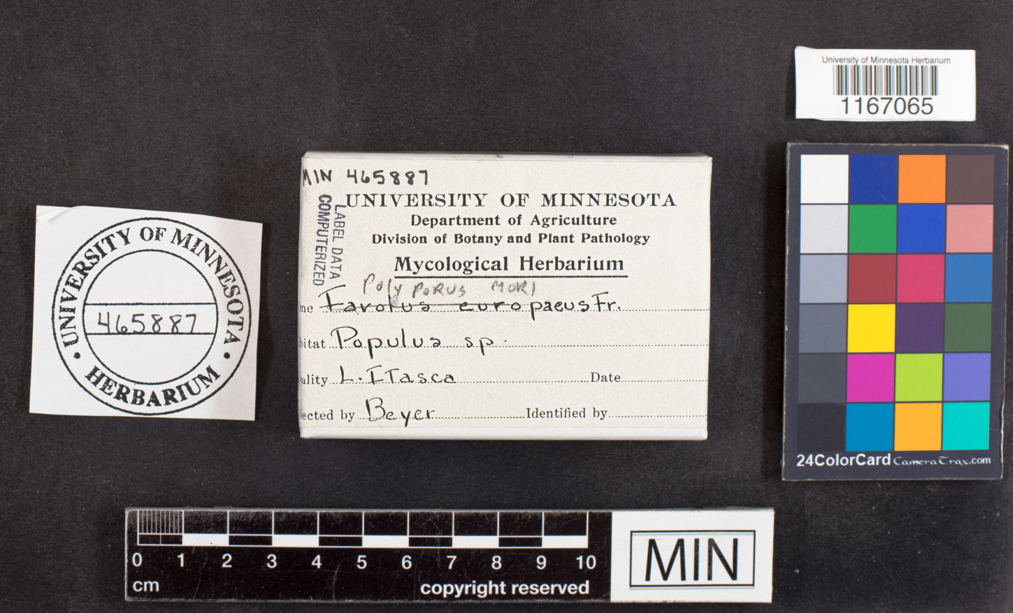 Favolus europaeus image