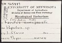 Favolus europaeus image