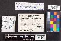 Neofavolus alveolaris image