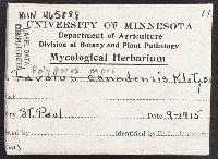 Neofavolus alveolaris image