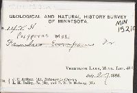 Favolus europaeus image