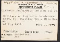 Neofavolus alveolaris image