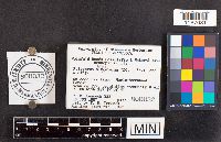 Neofavolus alveolaris image