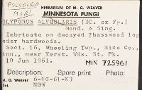 Neofavolus alveolaris image