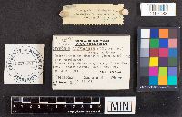 Neofavolus alveolaris image