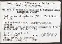 Neofavolus alveolaris image