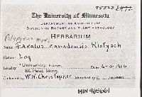 Neofavolus alveolaris image