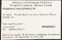 Neofavolus alveolaris image