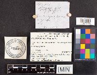 Neofavolus alveolaris image