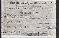 Neofavolus alveolaris image