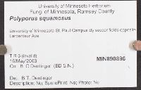 Cerioporus squamosus image