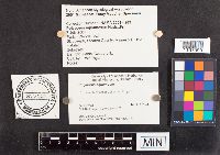 Cerioporus squamosus image